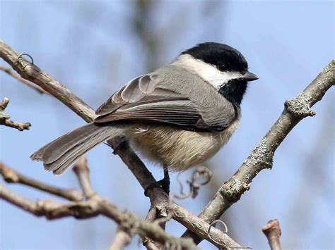 Carolina Chickadee | Celebrate Urban Birds