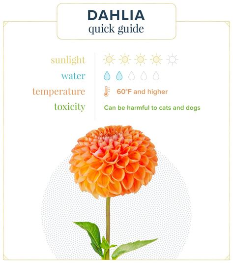 Dahlia Care Guide: How to Care for Dahlias + Growing Tips | ProFlowers ...