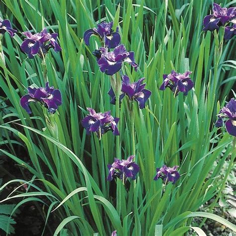 Siberian Iris (Iris sibirica) | My Garden Life