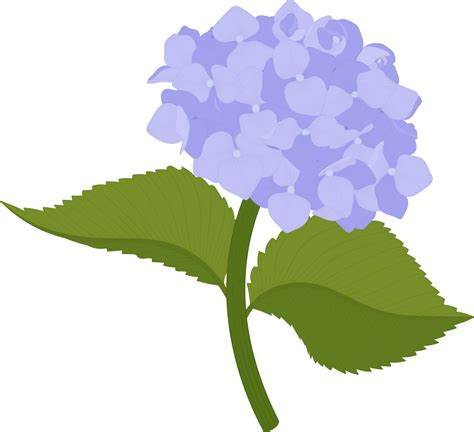 Blue hydrangea flower illustration. 9662364 PNG