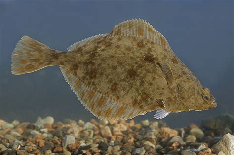 Genetic test reveals Baltic flounder migration routes and a new species