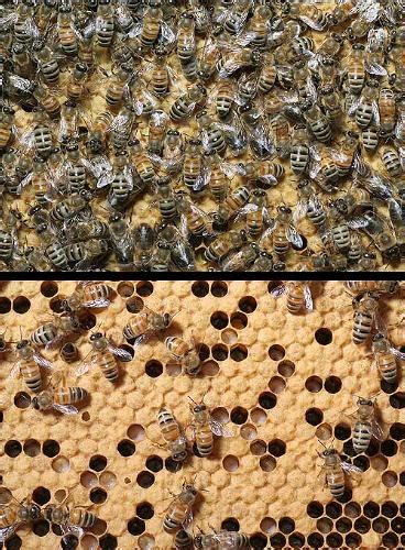 New RNAi technology may be an answer to Honey Bee Colony Collapse