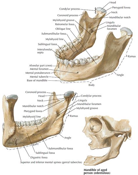 Mandible jaw bone anatomy, parts, function & mandible dislocation