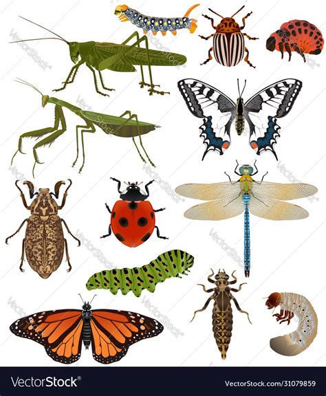 Collection insects in colour image Royalty Free Vector Image