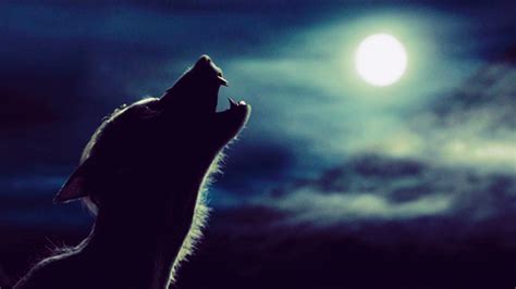 Remus Lupin as a Werewolf - Harry Potter Photo (27719314) - Fanpop