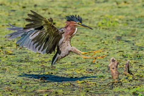 Green Heron | Audubon Field Guide