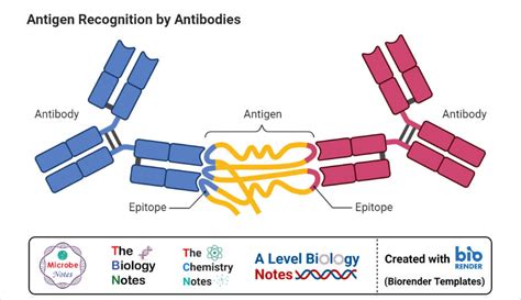 Antigen Structure And Function