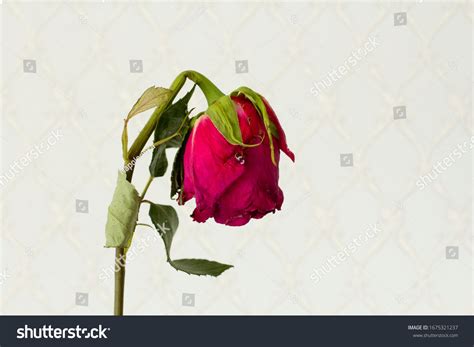 10,572 White Rose Wilted Stock Photos, Images & Photography | Shutterstock