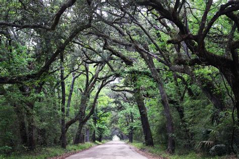 Edisto Island's Botany Bay - South Carolina Lowcountry