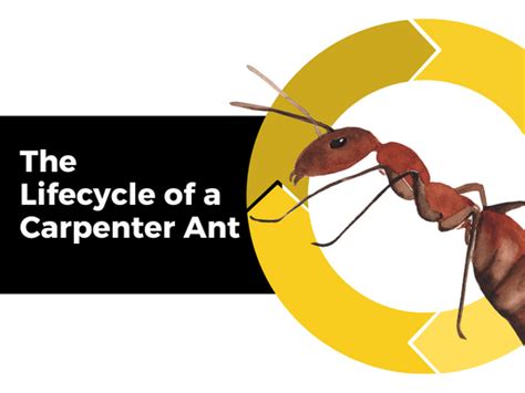 Cambridge Pest Removal: The Lifecycle of a Carpenter Ant