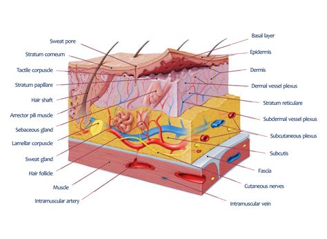 UNDERSTANDING SKIN – leaderma