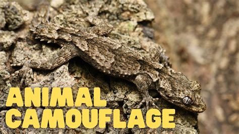 Animal Camouflage | Learn How Animals Can Blend In With Their ...