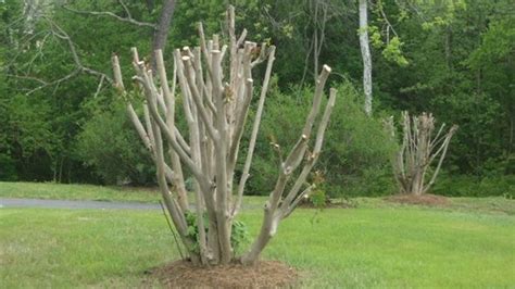 How To Prune The Crape Myrtle Tree – Step Wise Details | Your Gardening ...