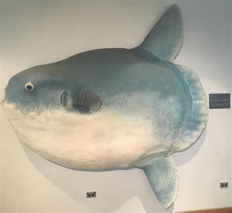 Hoodwinker Sunfish - Mola Tecta | Size | Facts | Diet | Weight - SeaFish