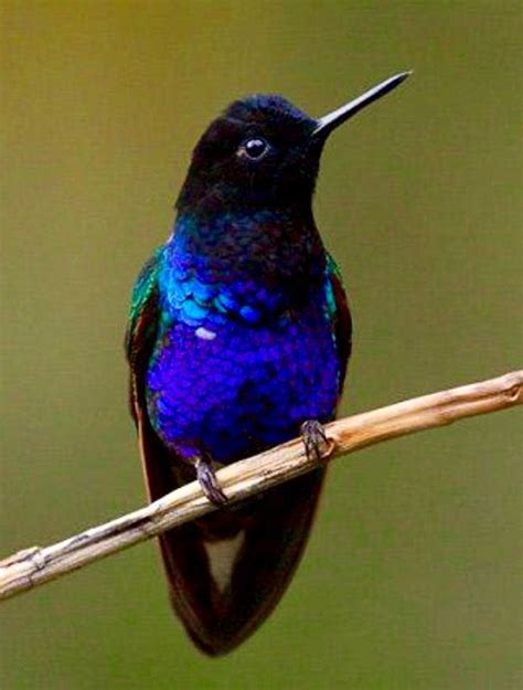 Beautiful Blue Hummingbird. Pretty Birds, Love Birds, Beautiful Birds ...