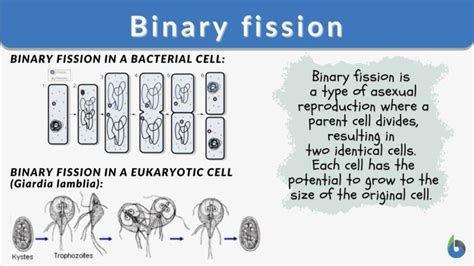 Binary fission - Definition and Examples - Biology Online Dictionary