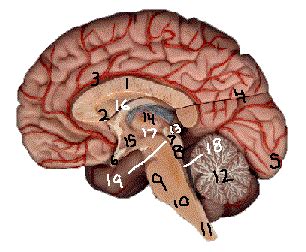 Brain Anatomy Quiz Label - Pensandpieces