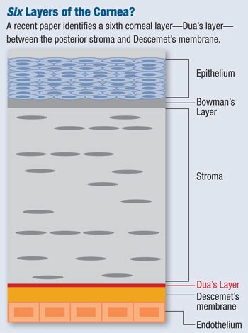 More Details on Dua’s Layer of the Cornea