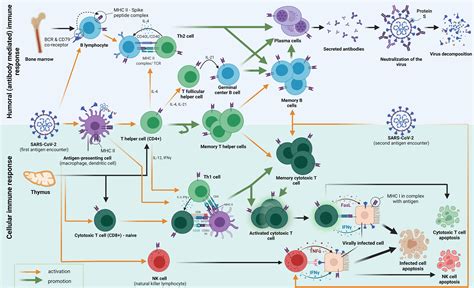 Frontiers | Adaptive Immune Responses and Immunity to SARS-CoV-2