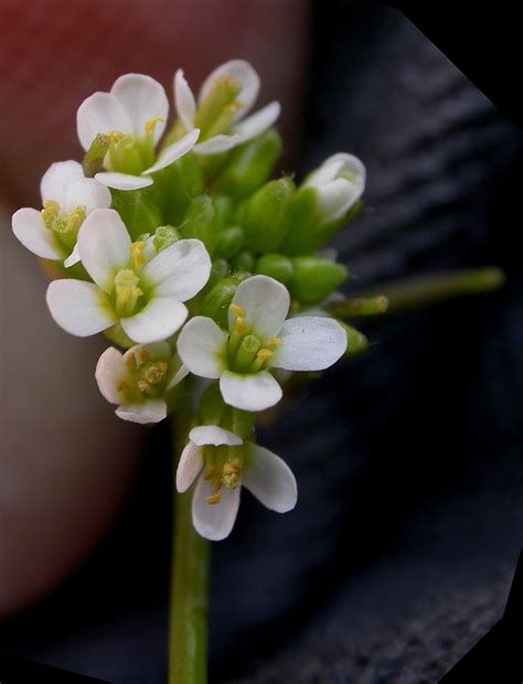 Lepidium sativum (Brassicaceae) image 5458 at