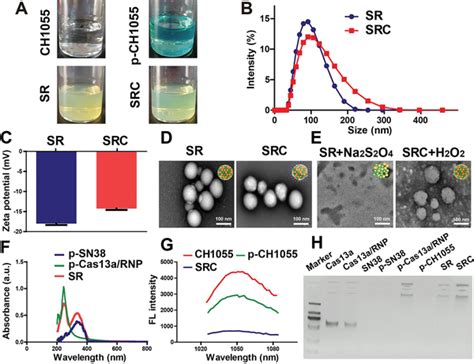 The preparation and characterization of SRC. A) The images of CH1055 ...