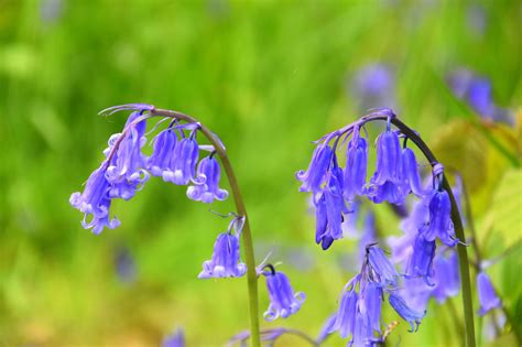 Everything you need to know about growing bluebells - Gardens Illustrated