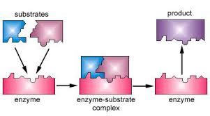 Please,explain me what is lock and key theory of enzyme? | Socratic