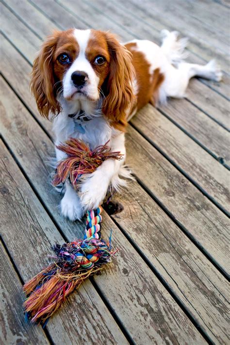 Cavalier King Charles Spaniel | Description, Size, History, Facts ...