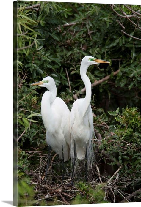 Great Egret pair in nest in breeding plumage, Florida Wall Art, Canvas ...