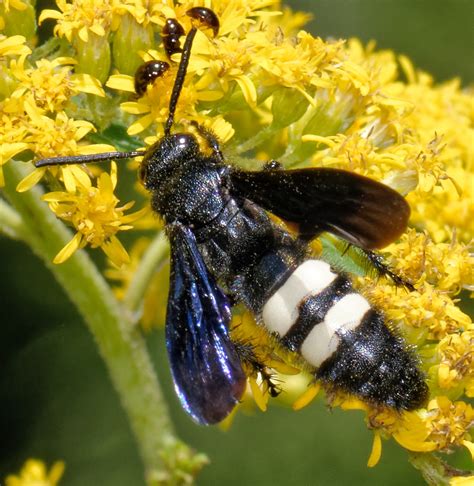 Maryland Biodiversity Project - Double-banded Scoliid (Scolia bicincta)