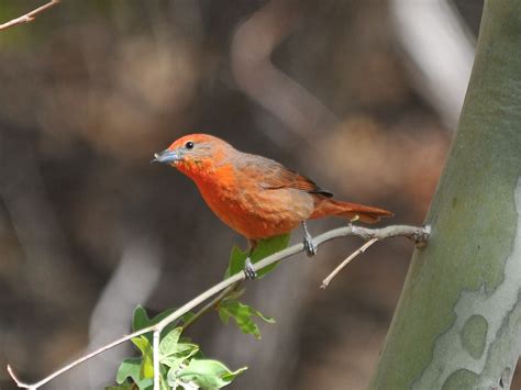 The Online Zoo - Hepatic Tanager