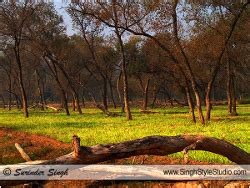 Nature Photographer Surinder Singh in Delhi India | Nature & Wildlife ...