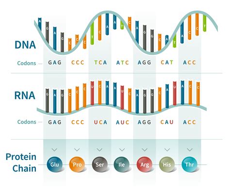 Dna Coding And Codons What Is A Dna Codon Ancestrydna Learning Hub ...