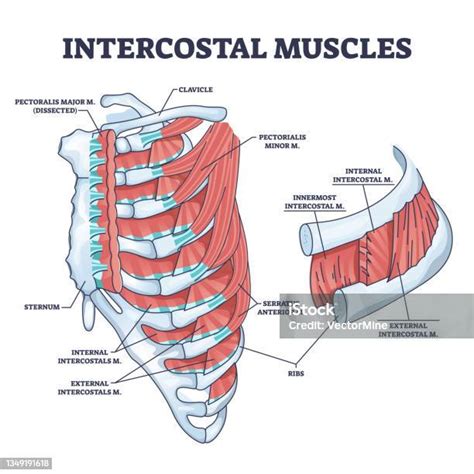 Otot Interkostal Antara Tulang Rusuk Dalam Diagram Garis Besar Tulang ...