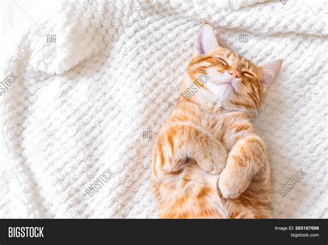 Ginger Cat Sleeping Image & Photo (Free Trial) | Bigstock