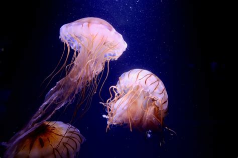 What Do Jellyfish Eat & How Do They Do It? - American Oceans