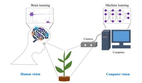 FIGURE E Comparing computer vision with human vision. | Download ...