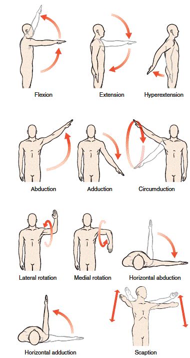 Blog not found | Rotator cuff, Shoulder exercises physical therapy ...