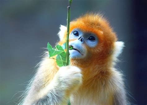 Golden Snub-nosed Monkey Facts, Habitat, Diet, Life Cycle, Baby, Pictures