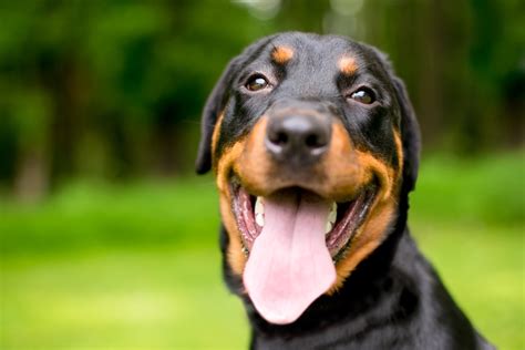 Why Is My Dog Panting So Much? – Cooper Pet Care