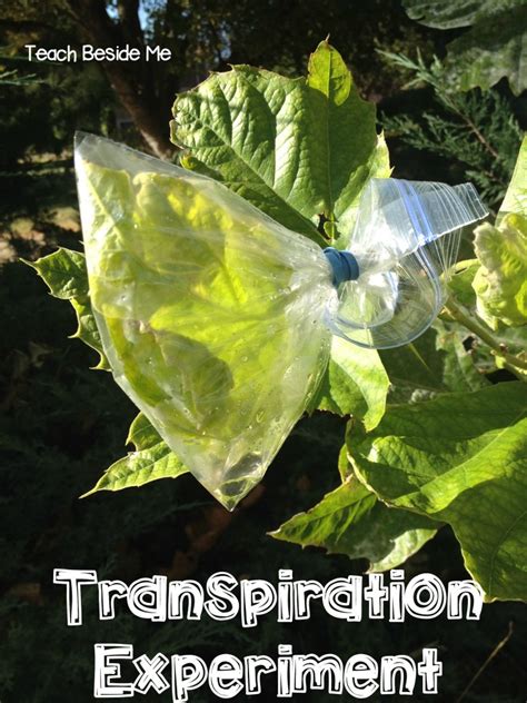 Leaf Transpiration Experiment - Teach Beside Me