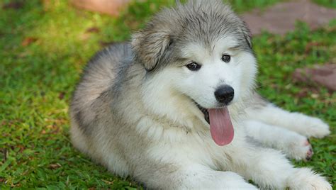 Alaskan Malamute Puppy Pictures and Facts