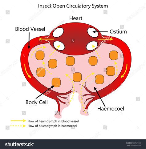 Insect Circulatory System Animation