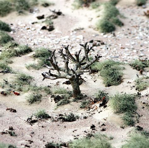 Plant in Namib Desert near Lüderitz. Namib Desert, Deserts, Plants ...