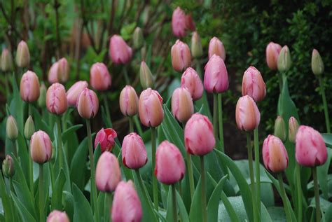 flowers for flower lovers.: Pink tulips flowers.