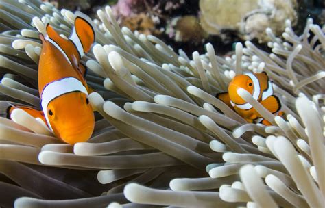 Clownfish In Anemone