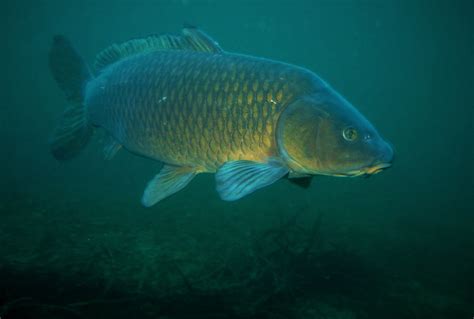 Carpe commune - Cyprinus carpio • Fiche Poisson