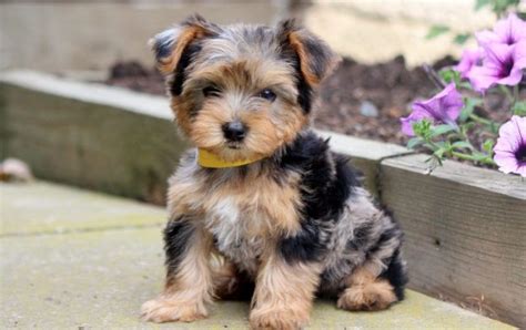 Cairn Terrier Yorkie Mix Puppies For Sale - Caini Romania