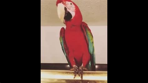 Funny Dancing Parrot - YouTube