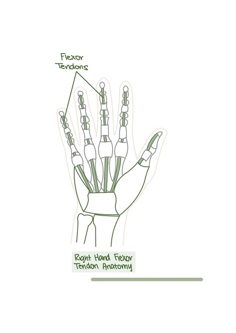 Flexor tendon injuries | The Rehab Centre